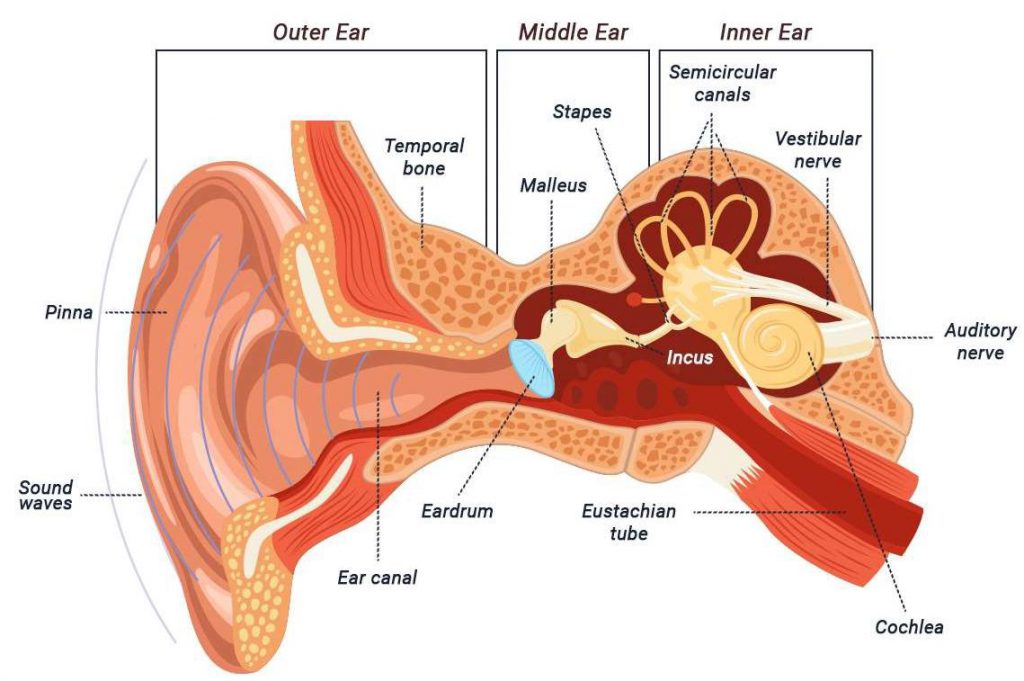Otology On ENT Laser Surgery Treatment