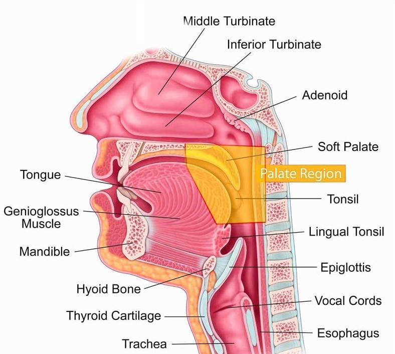 Rhinology On ENT Laser Surgery Treatment