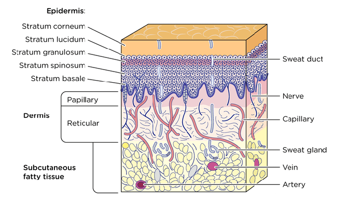 Factors Influencing Soft Tissue Cutting Laser Treatment