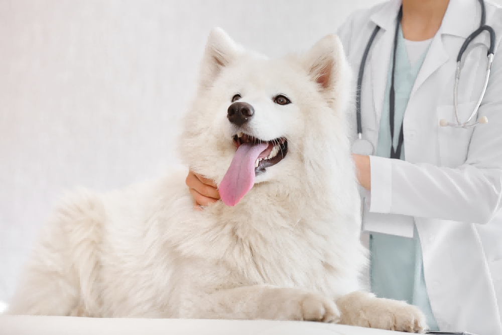 Arfurla 980nm 1470nm Veterinary Medicine laser therapy Revolutionizing Animal Care with Precision veterinary Laser Technology