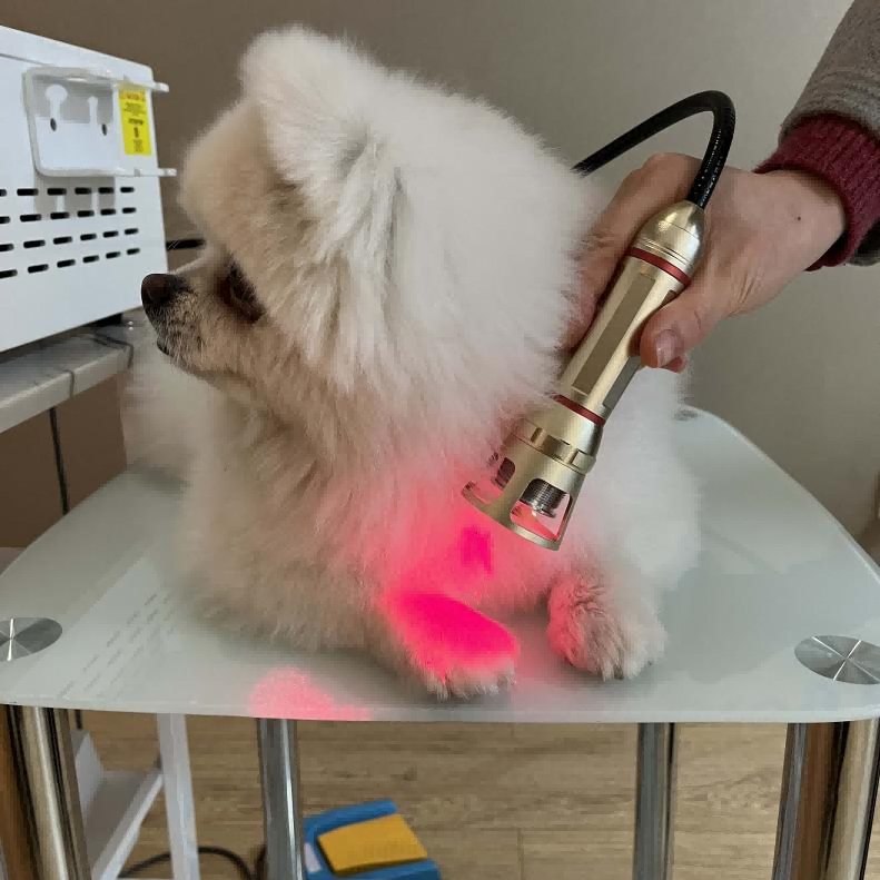 Dental Applications Veterinary