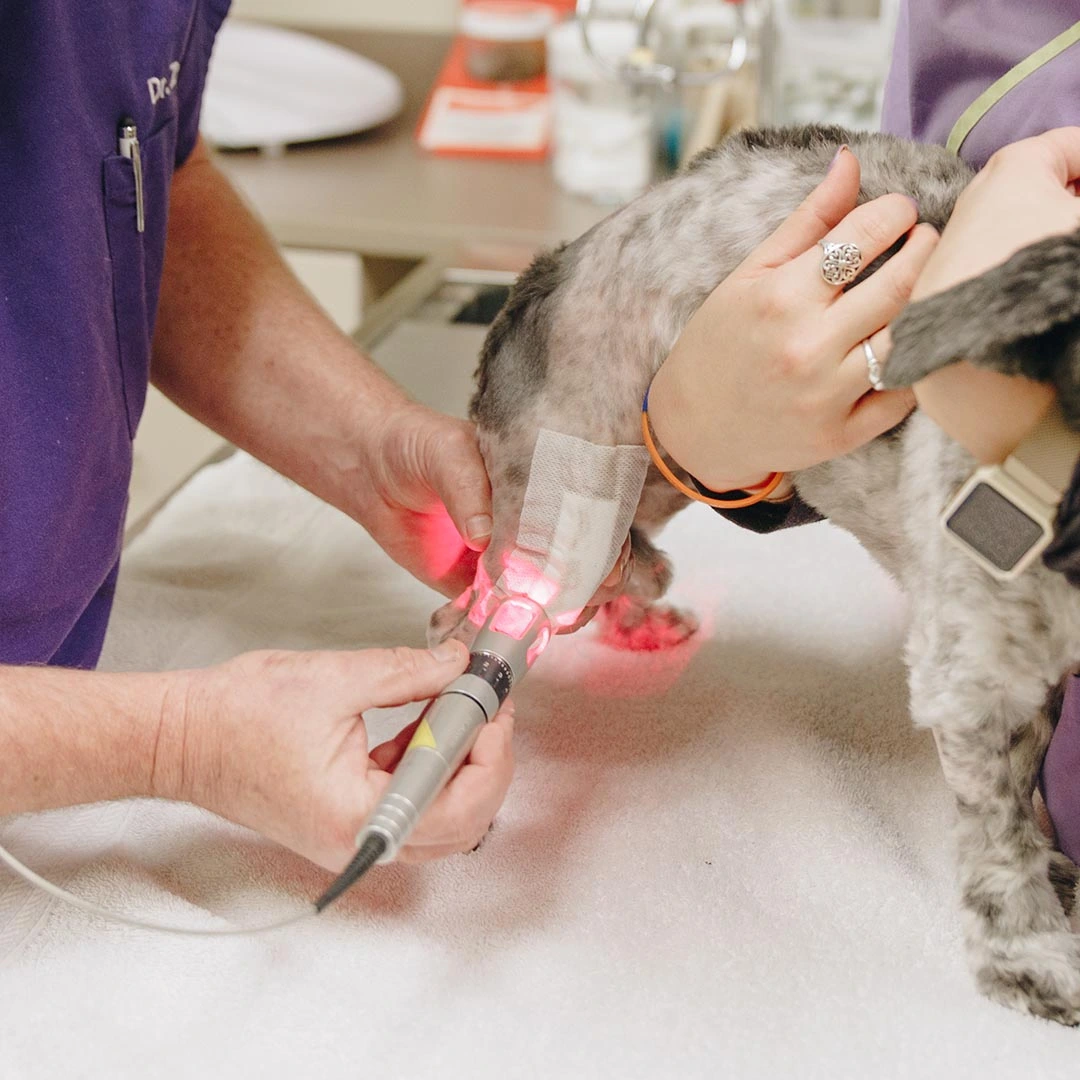 Understanding Veterinary Laser Therapy and Its Benefits for Pets