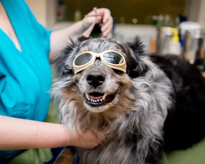 Laser Therapy for Pets