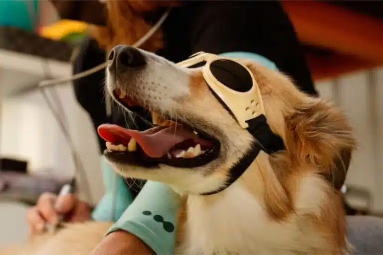 Laser Therapy for Dogs – Everything You Need To Know