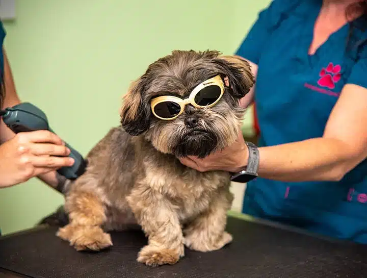 Veterinary Laser Therapy How It Helps Pets Heal Faster