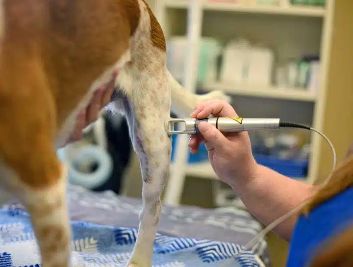 Veterinary Medicine laser therapy machine manufacturer