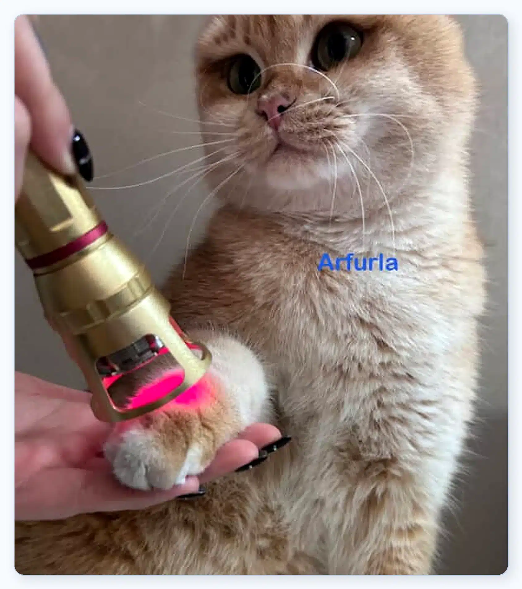 veterinary-laser-treatment-cat-therapy-probe