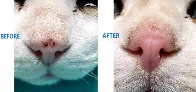 Feline wound recovery before and after treatment