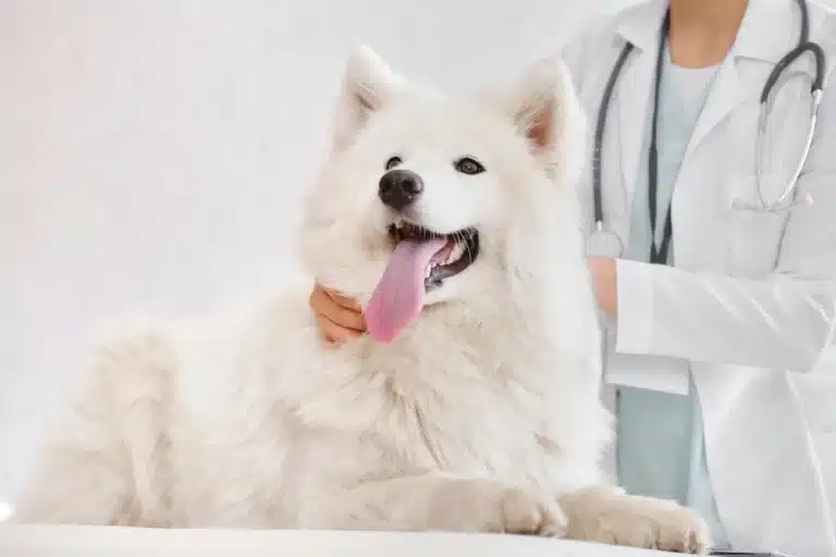 Laser Therapy in Small Animal Medicine Applications & Benefits